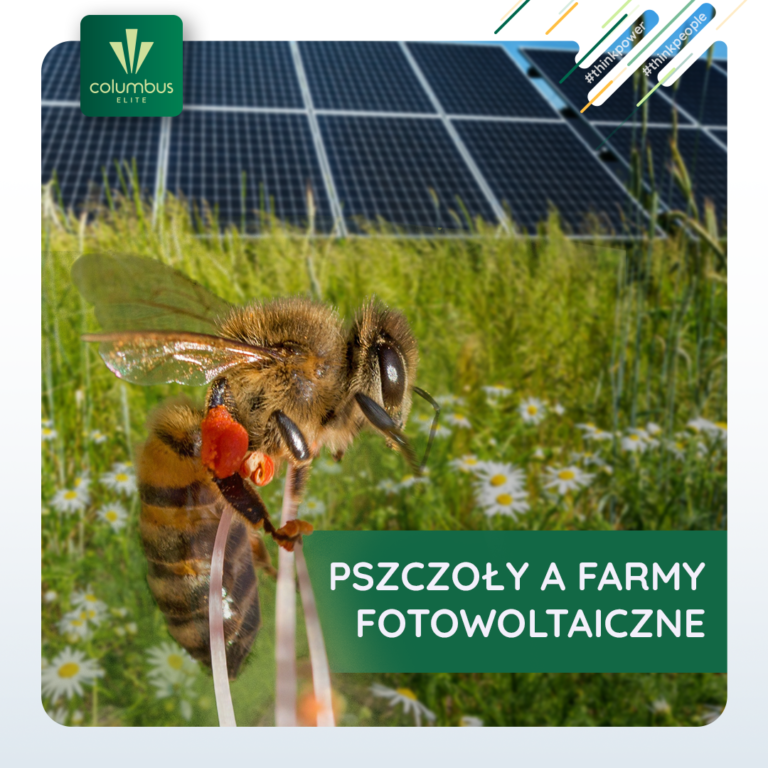 pszczoły a farmy fotowoltaiczne
